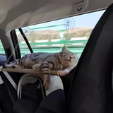 Cat Window Hammock Bed – Suction Cup Hanging Seat for Sunny Window Lounging